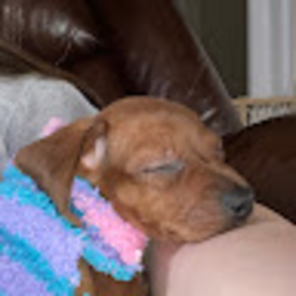 Meet your Posher, Brynley - Picture 1 of 1